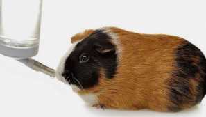 Co dělat majitele, pokud piří morče příliš málo / hodně vody?